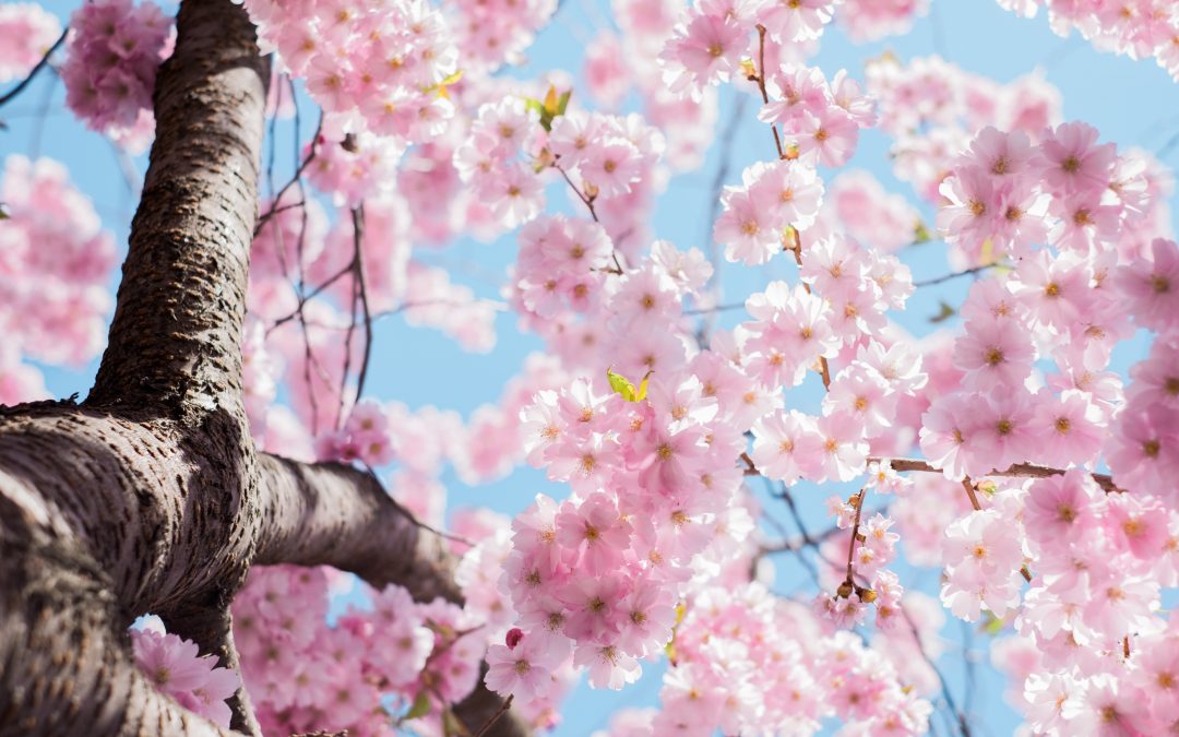Le Printemps en Médecine Traditionnelle Chinoise